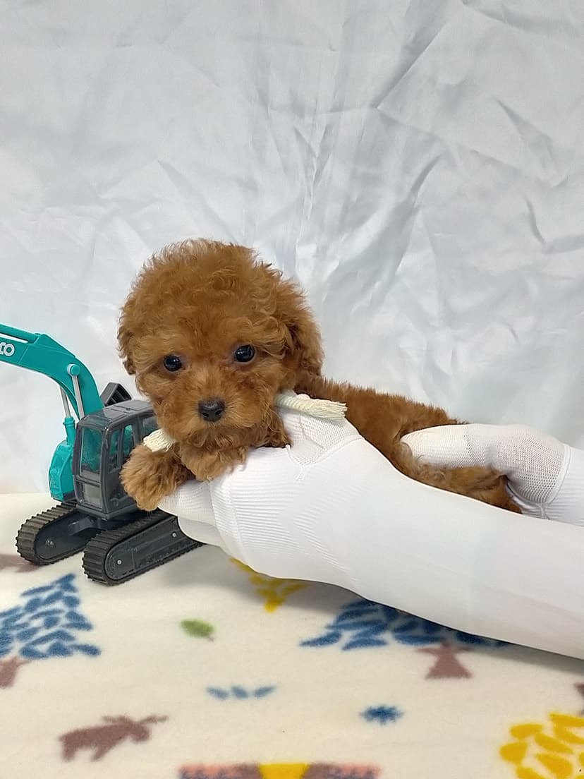 TP035 (ストライプリボン)