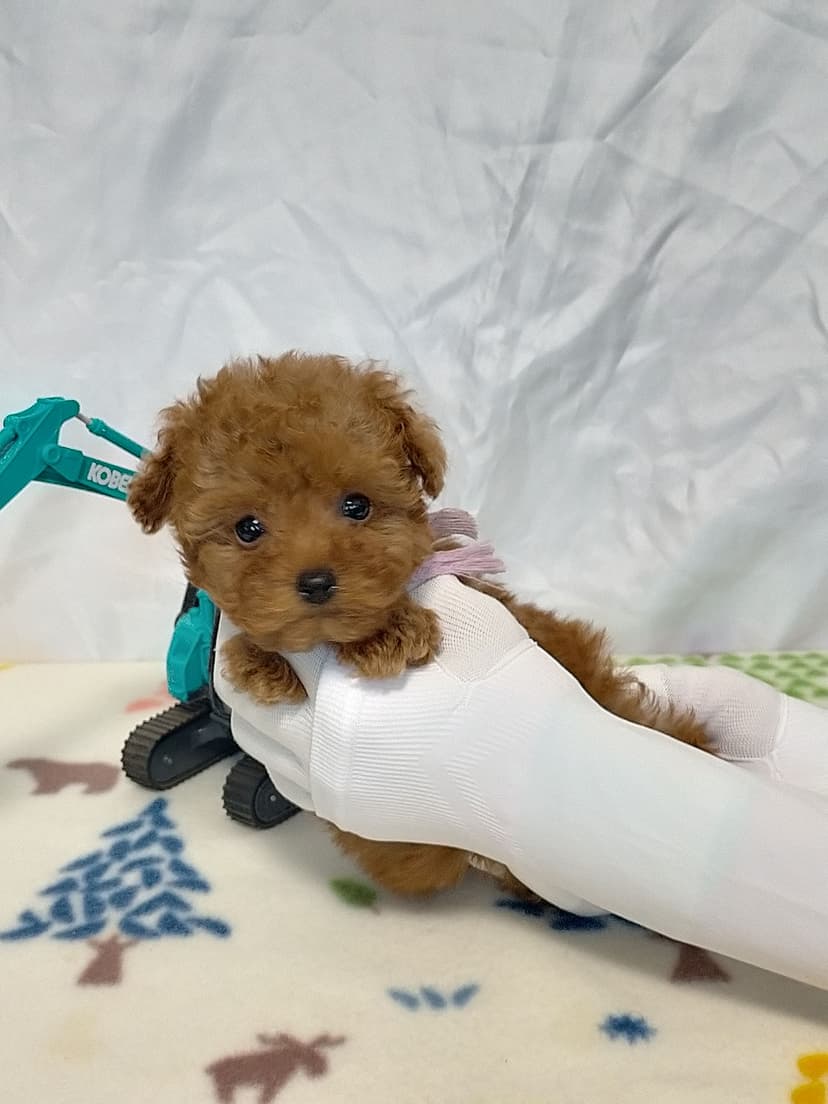 TP036 (紫リボン）