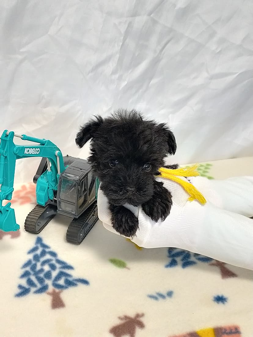 MS013 (黄色リボン)　名前：小太郎ちゃん