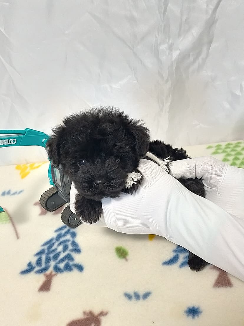 MS014 (白リボン)　名前：おこげちゃん