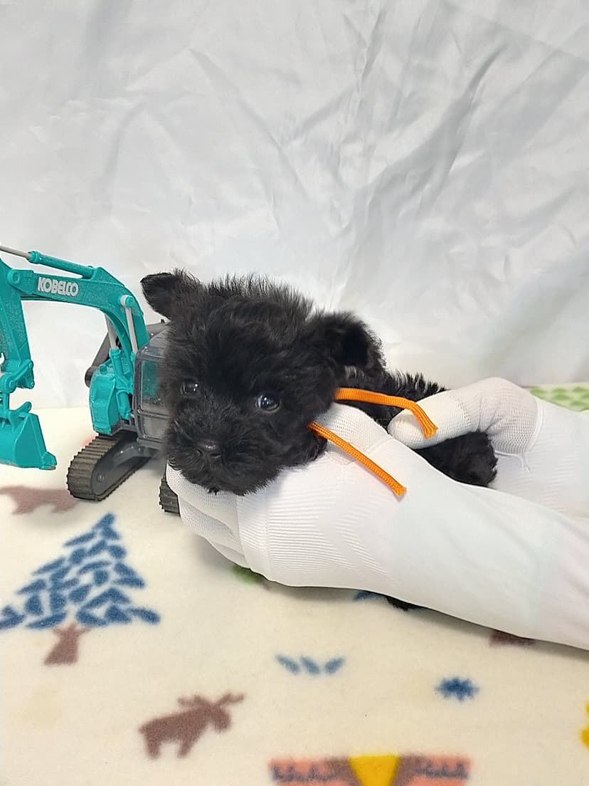 MS015 (オレンジリボン）名前：大豆ちゃん