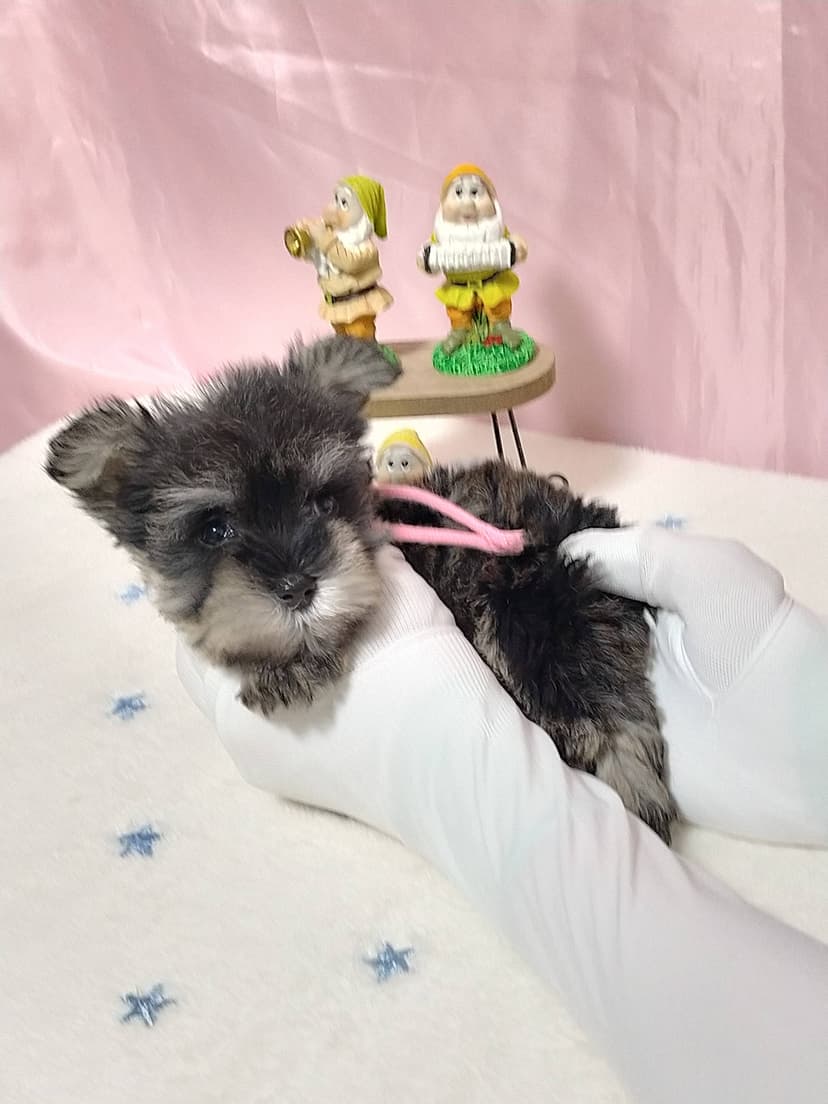 MS012 (ピンクリボン)　名前：らなちゃん