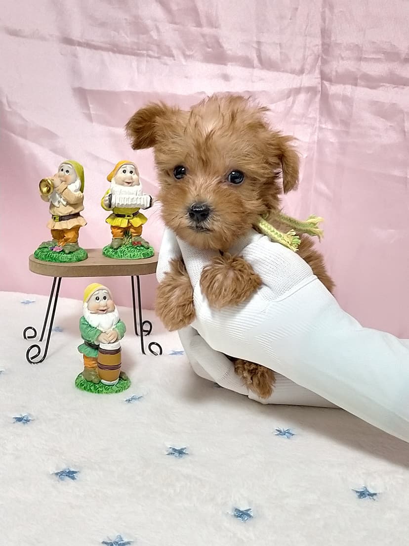 MSP001 (キミドリリボン）名前：くるみちゃん