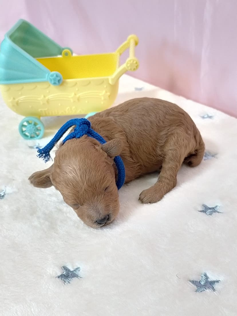 TP037(青リボン）