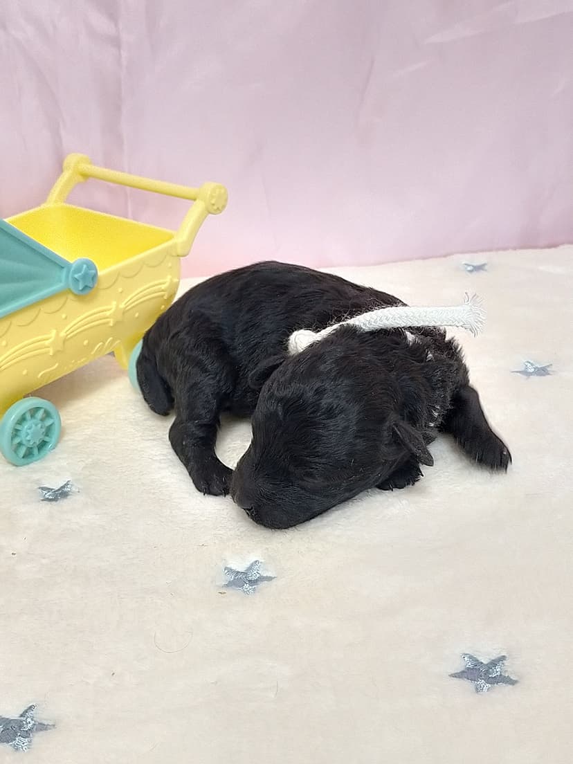 TP038(白リボン）　名前：任三郎ちゃん