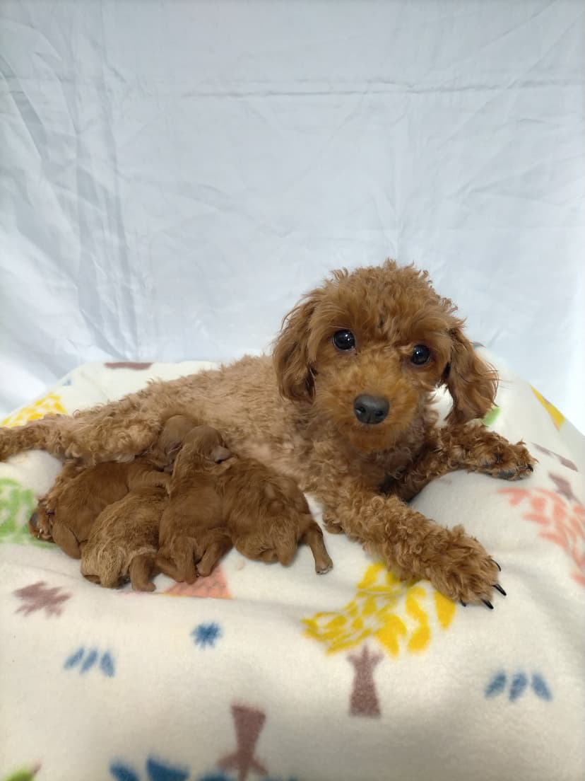 TP042(♂)、TP043(♂)、TP044(♂)、TP045(♂)