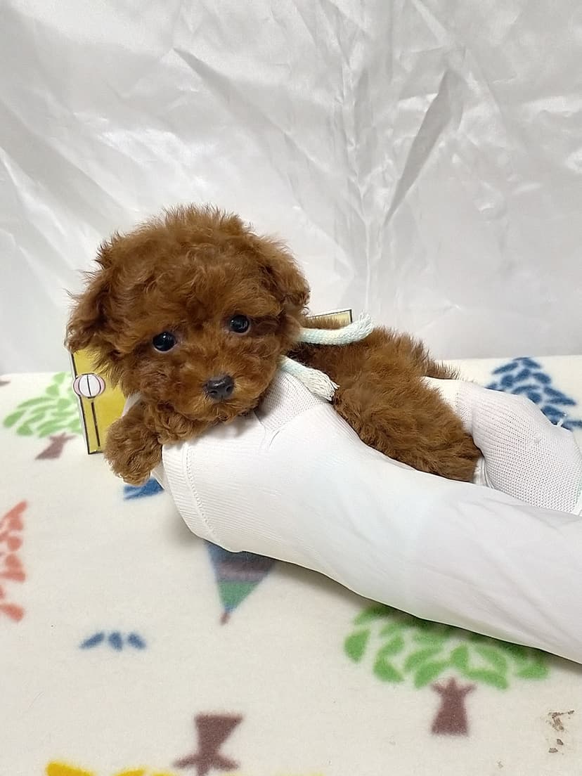 TP041(ストライプリボン)