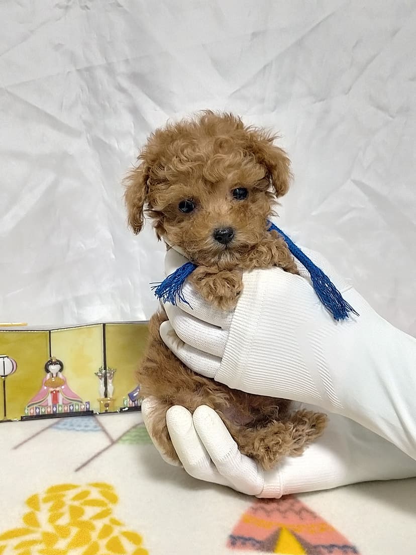 TP037(青リボン）