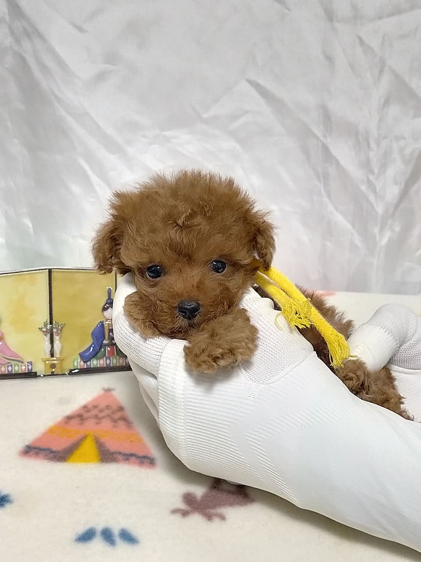 TP045(黄色リボン)