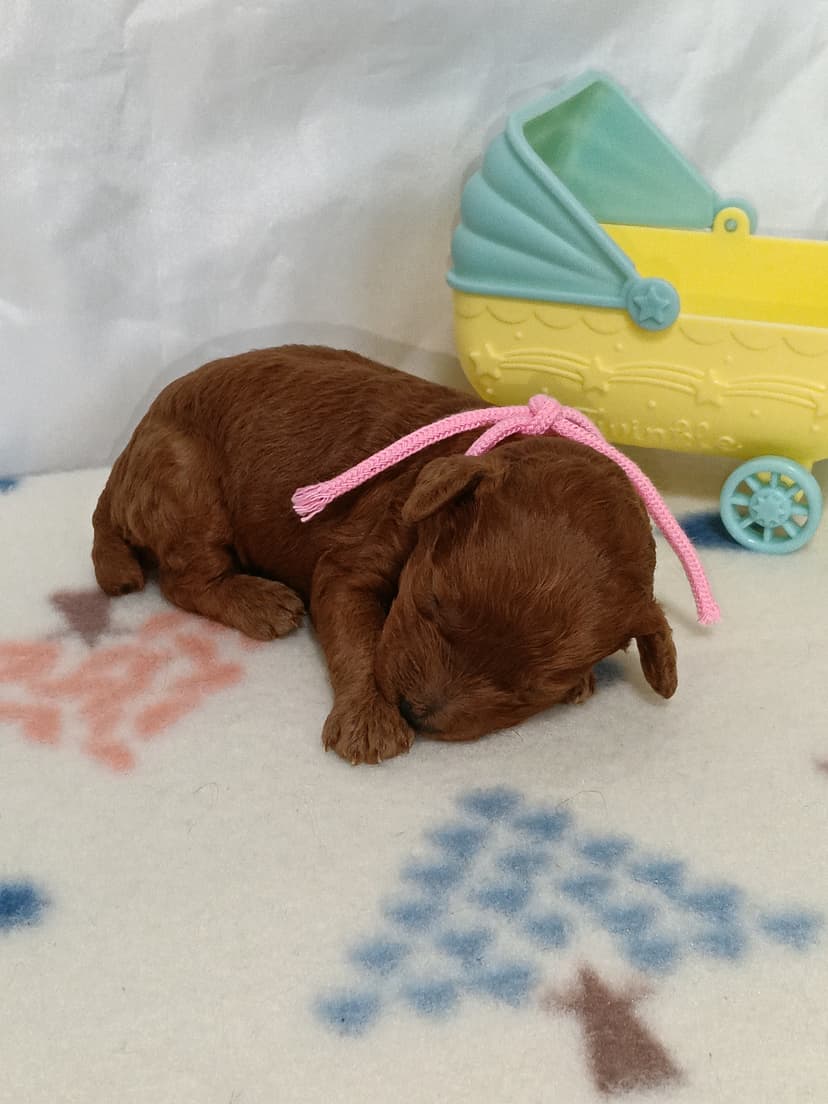 TP048(ピンクリボン)