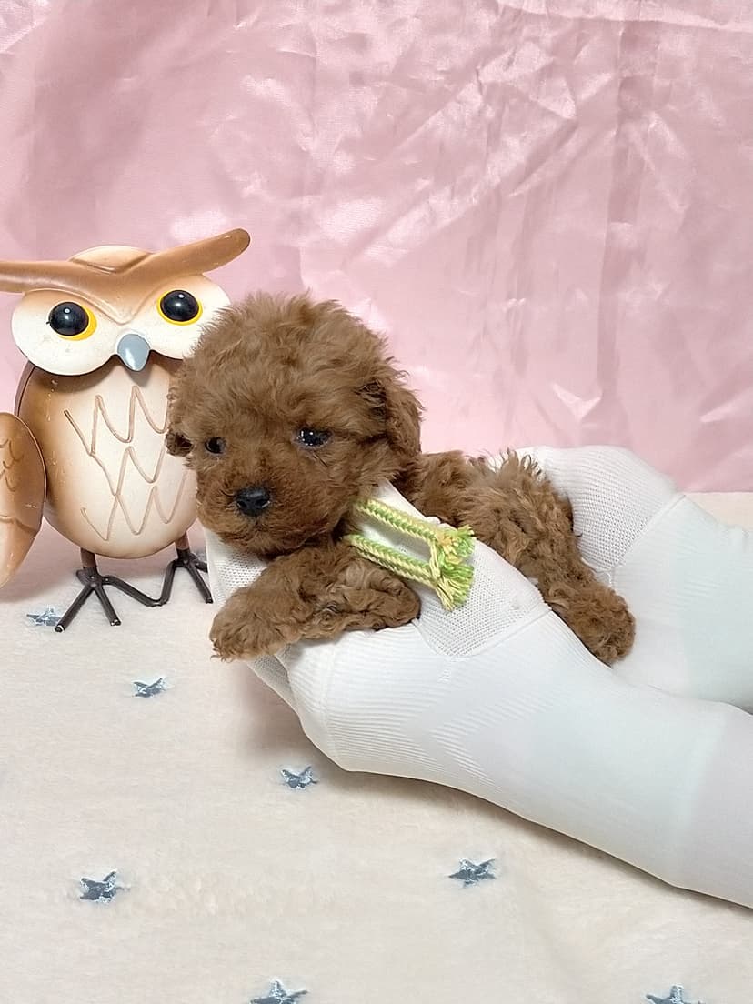 TP042(キミドリリボン)