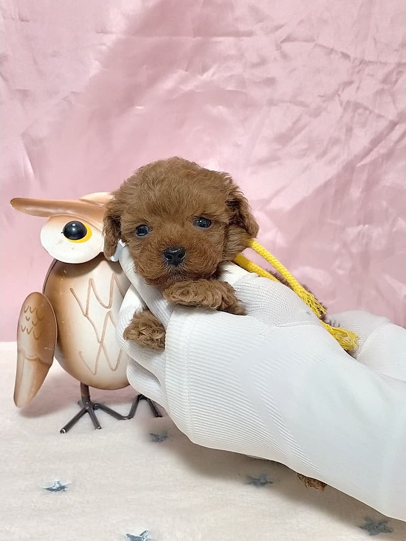 TP045(黄色リボン)