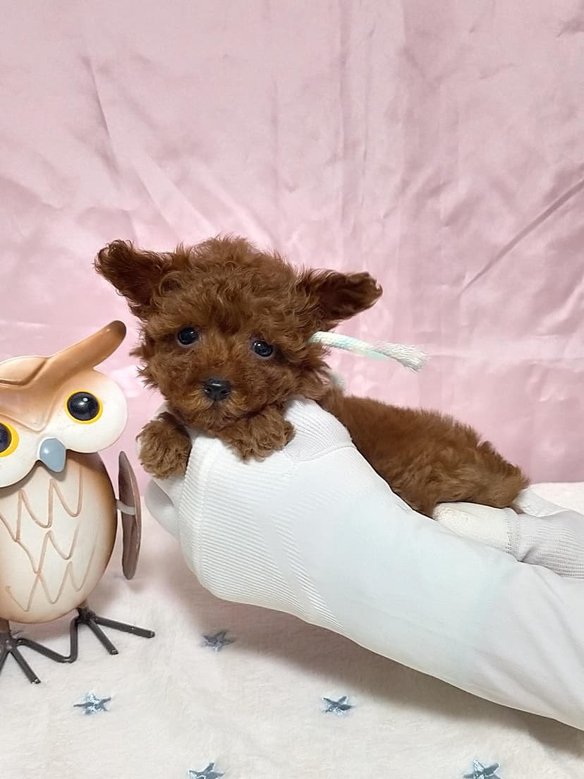 TP041(ストライプリボン)