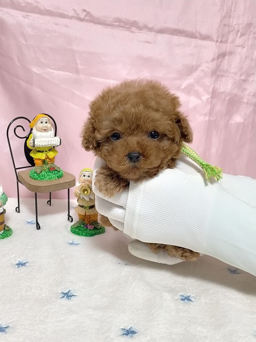 TP042(キミドリリボン) 名前:ルルちゃん