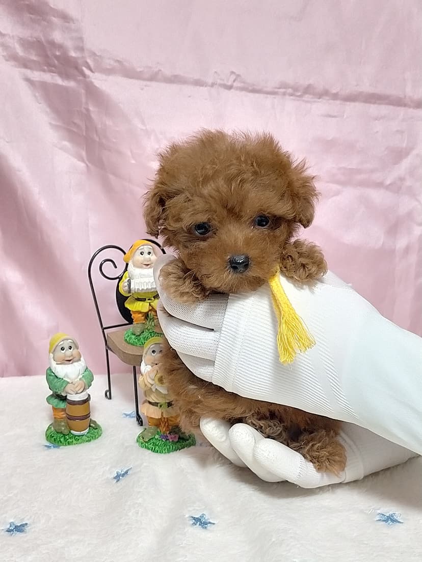 TP045(黄色リボン) 名前:りくちゃん