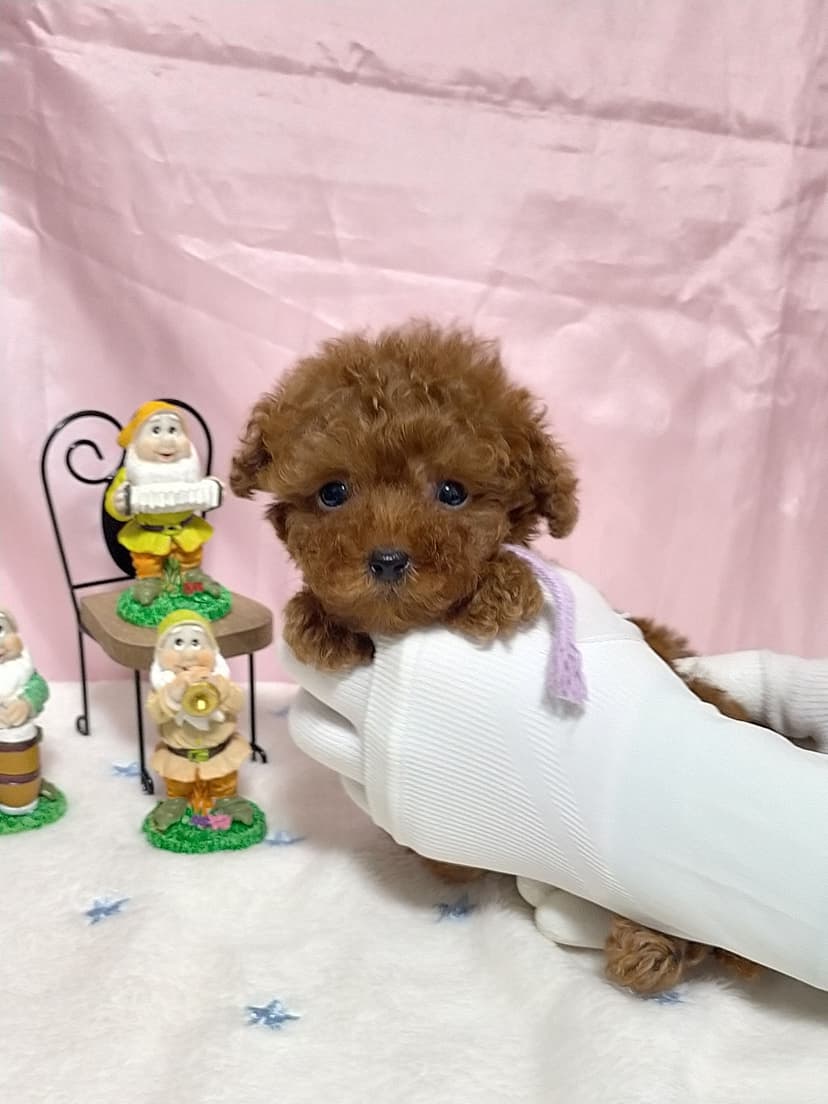 TP044(紫リボン) 名前:ジョンちゃん