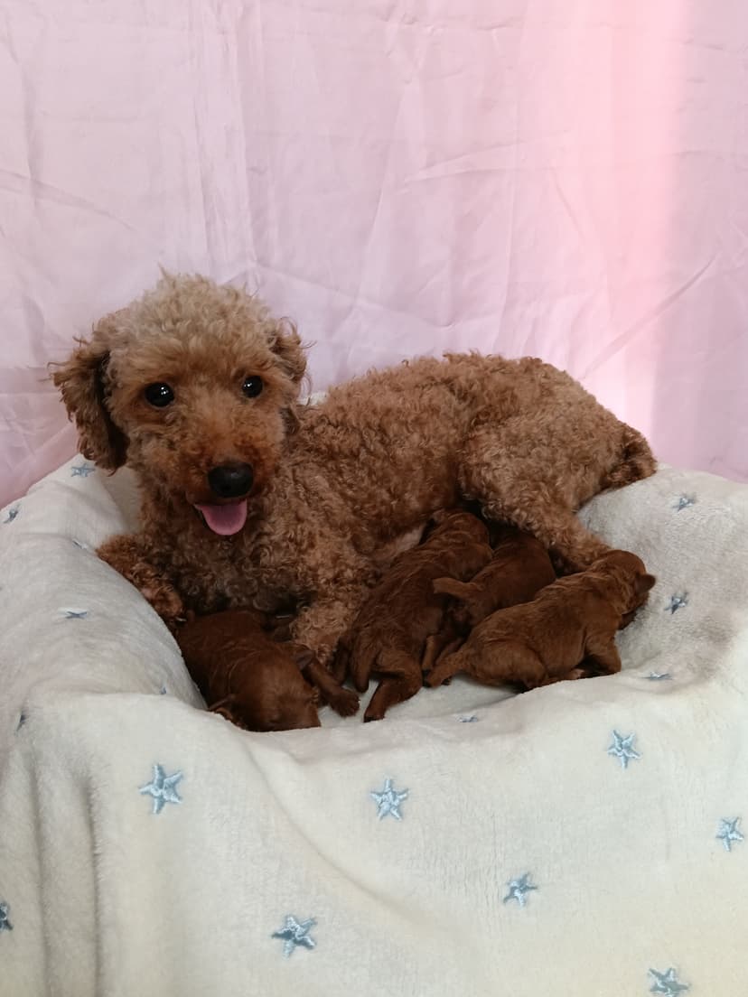 TP046(♂)、TP047(♀)、TP048(♀)、TP049(♀)